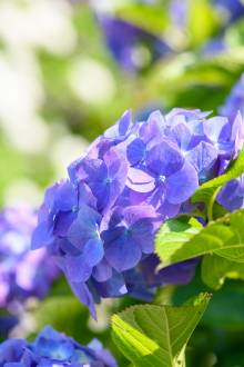 梅雨ガーデンは紫陽花の花筏