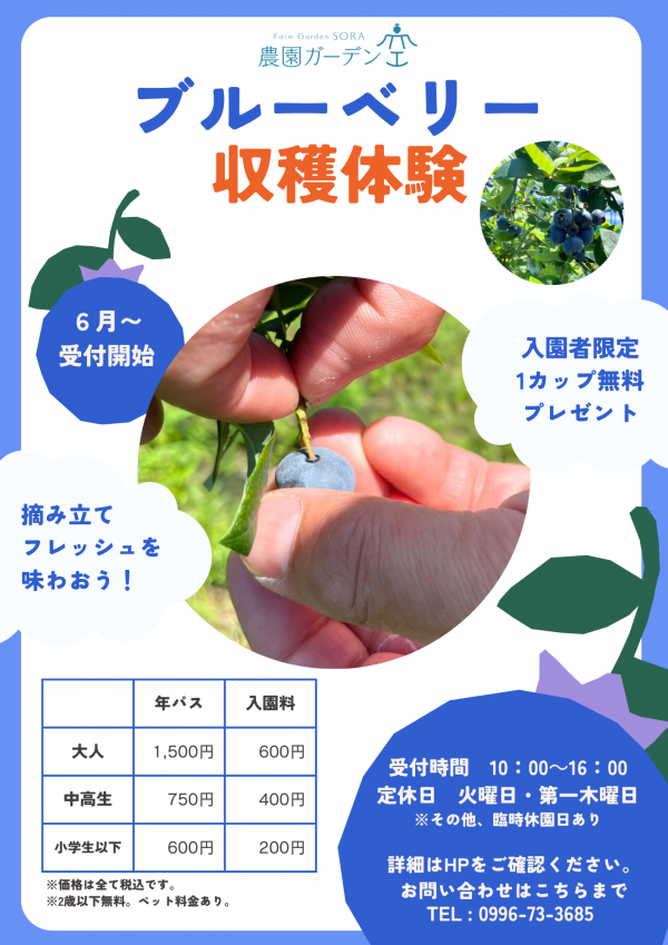 ブルーベリー収穫体験開始