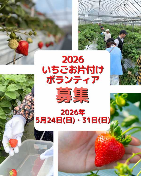 いちごのお片付けボランティア募集